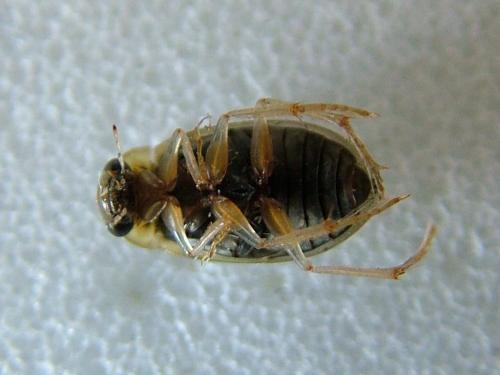 Berosus sp.